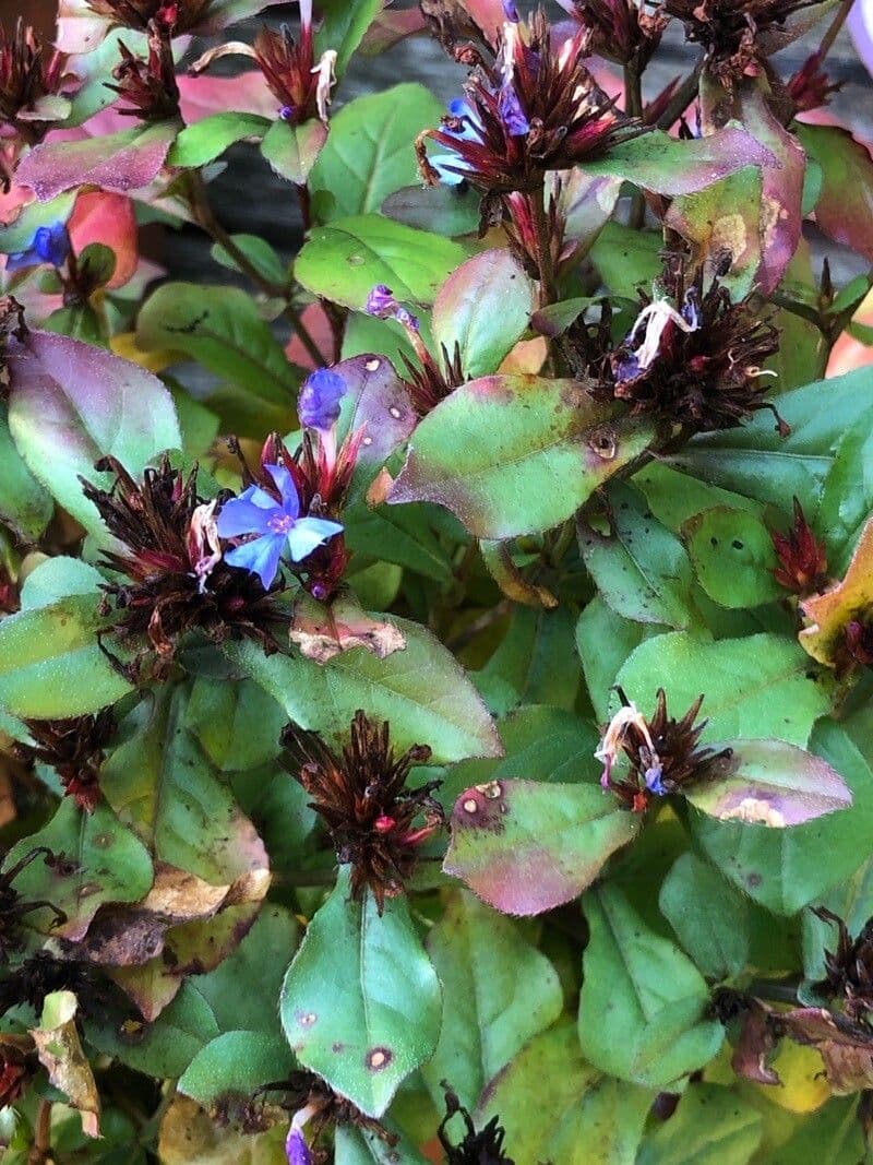Ceratostigma 4