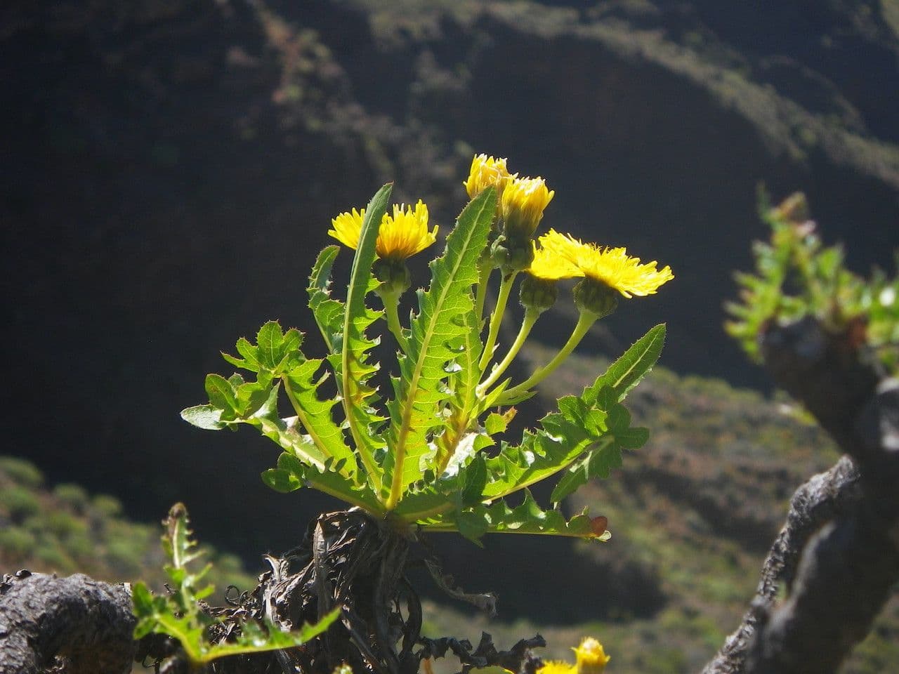 Sonchus 8