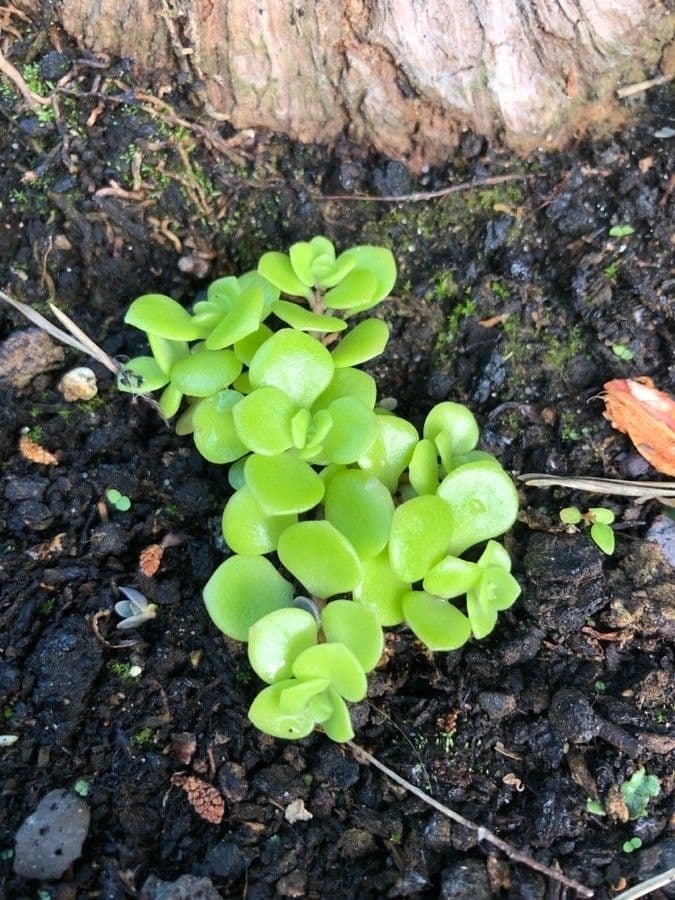 Sedum ternato 12