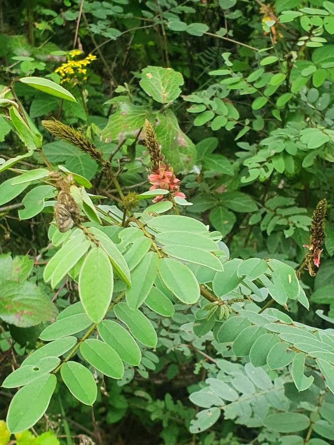 Indigofera 2
