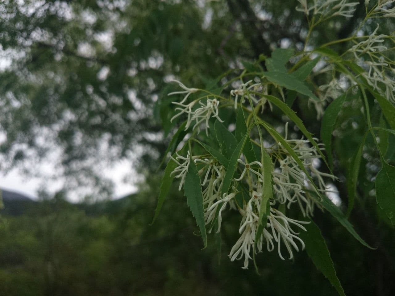 Fraxinus cuspidata 4