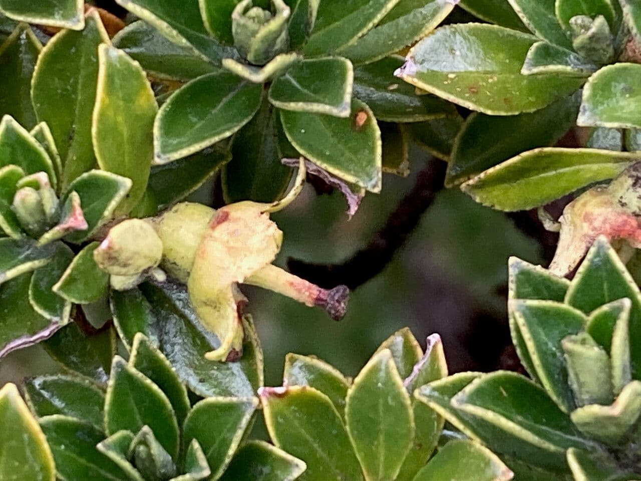Escallonia 2
