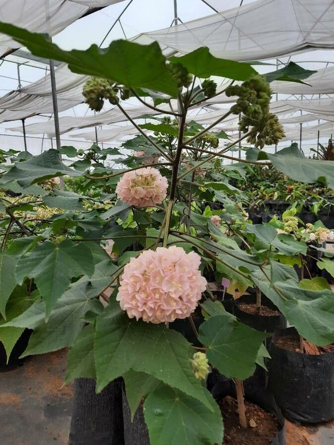 Dombeya 14
