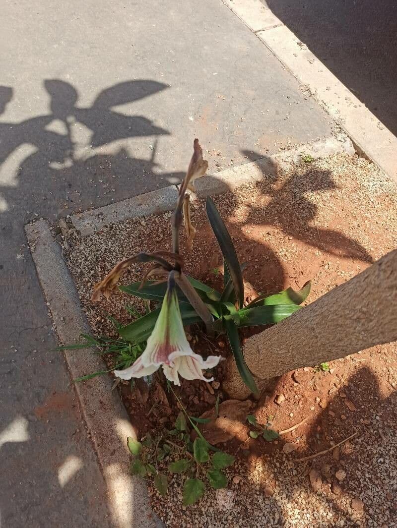 Amarilis 6