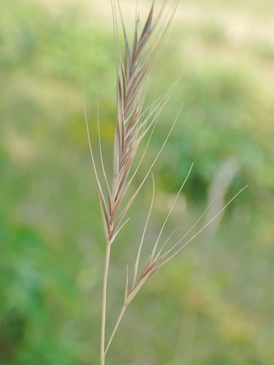 Paléo bromoide 3