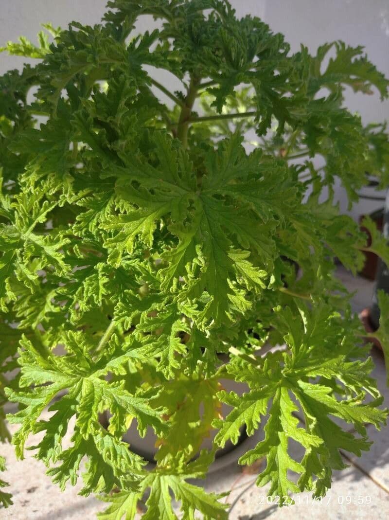 Citronella 3