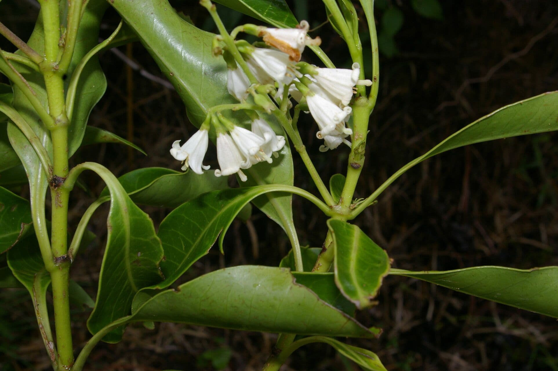 Chiococca 3