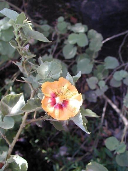 Abutilon 5