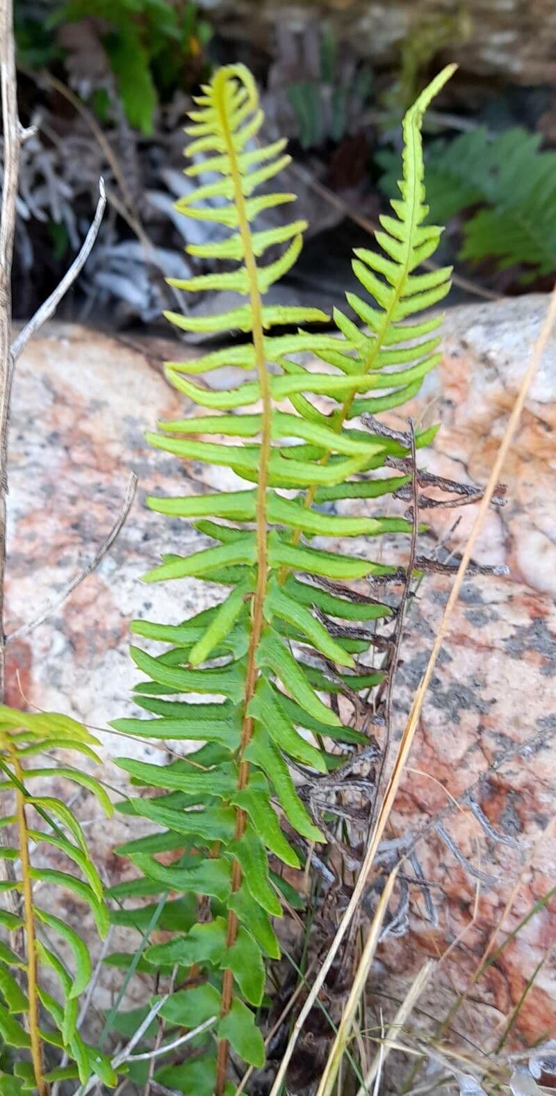 Blechnum australe 11