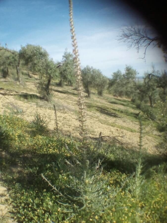 Echium 8