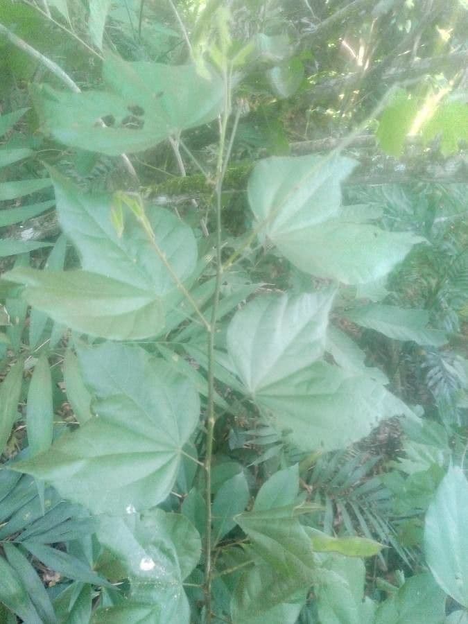 Bauhinia divaricata 8