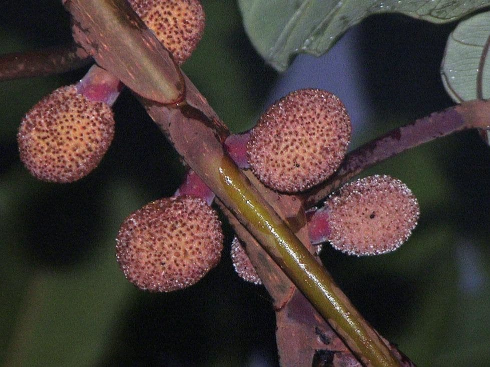 Coussapoa 2