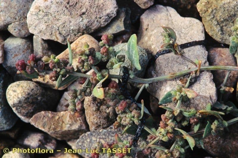 Atriplex glabriuscula 25