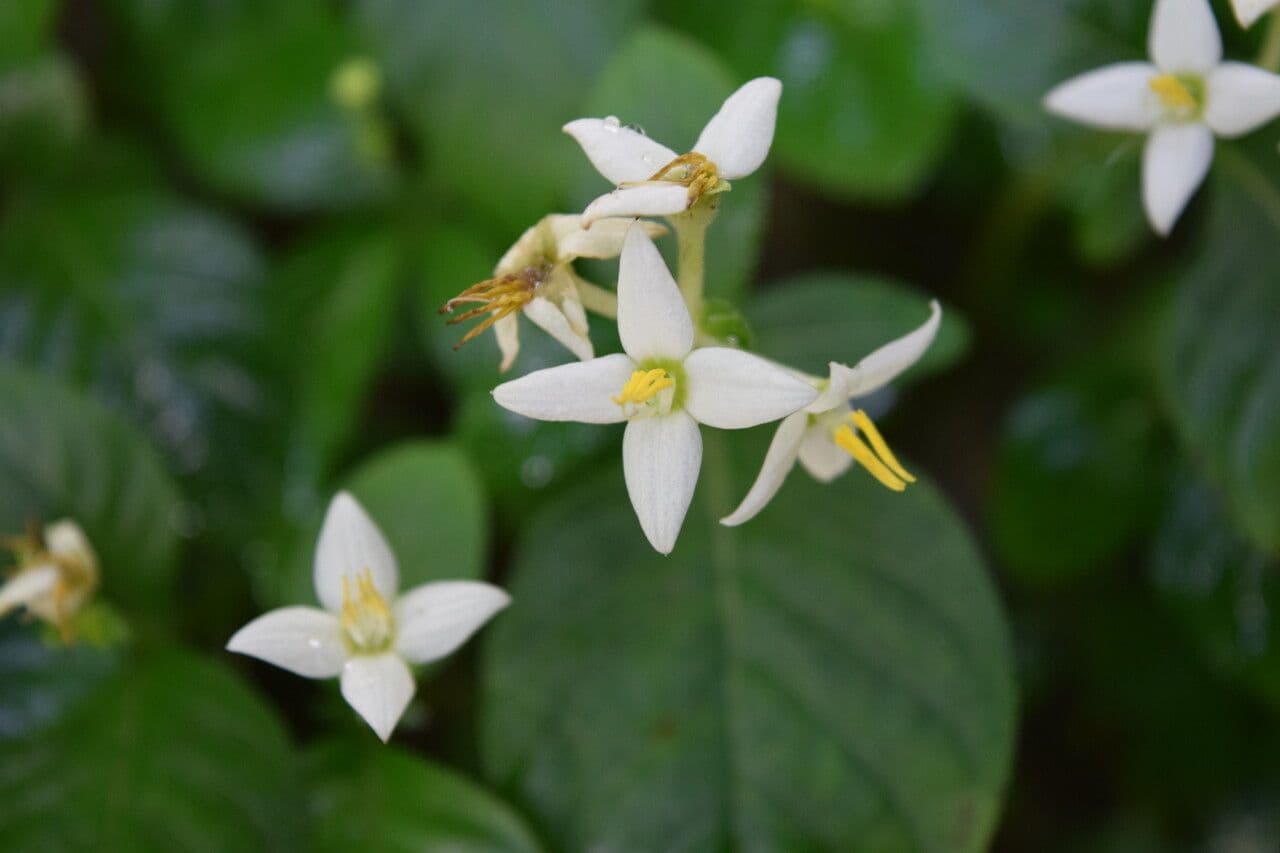 Argostemma 2