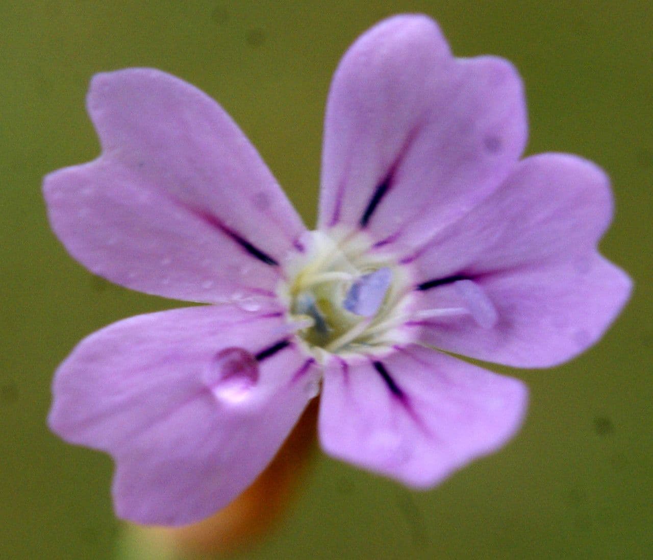 Garofano di Nanteuil 3
