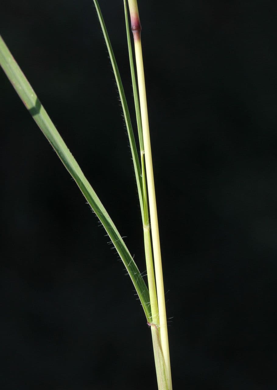 Gewöhnliches Bartgras 23