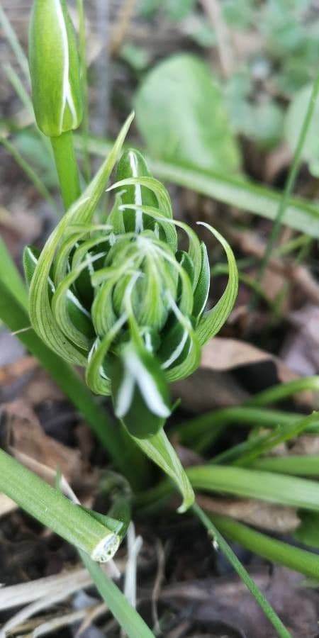 Albuca 3