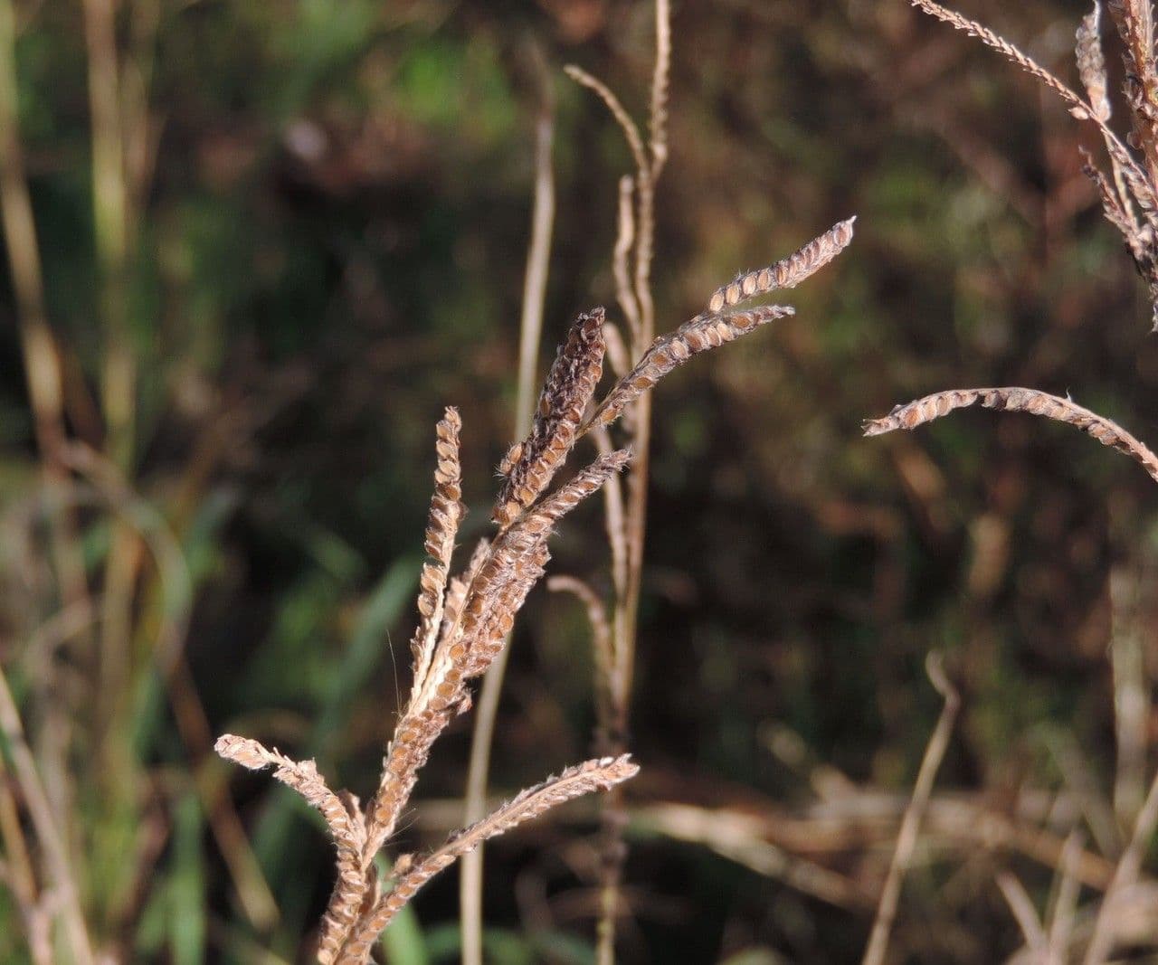 Urville-Paspalum 2
