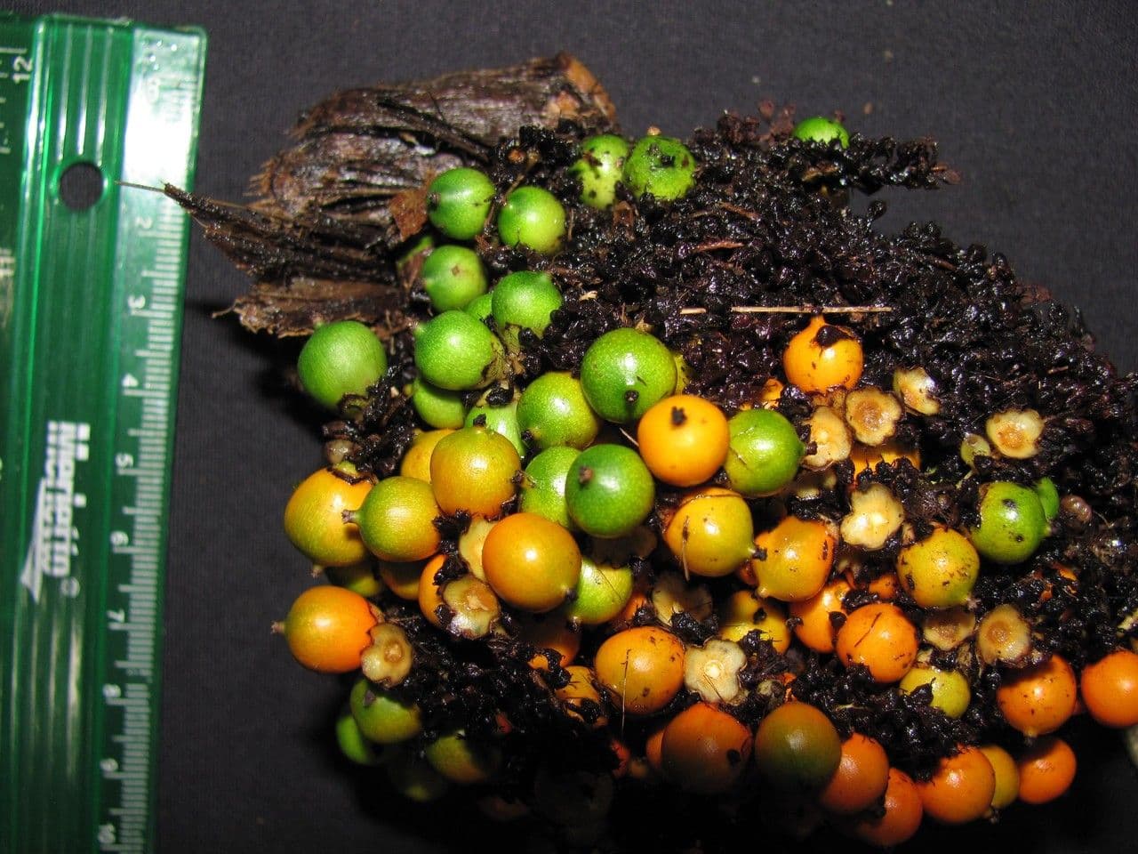 Bactris