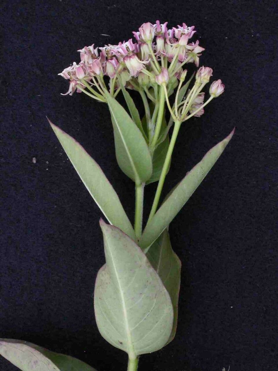 Asclepias mellodora 4