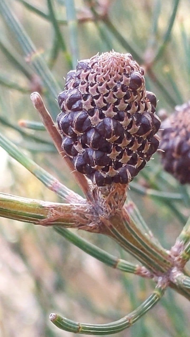Allocasuarina di Mueller 3