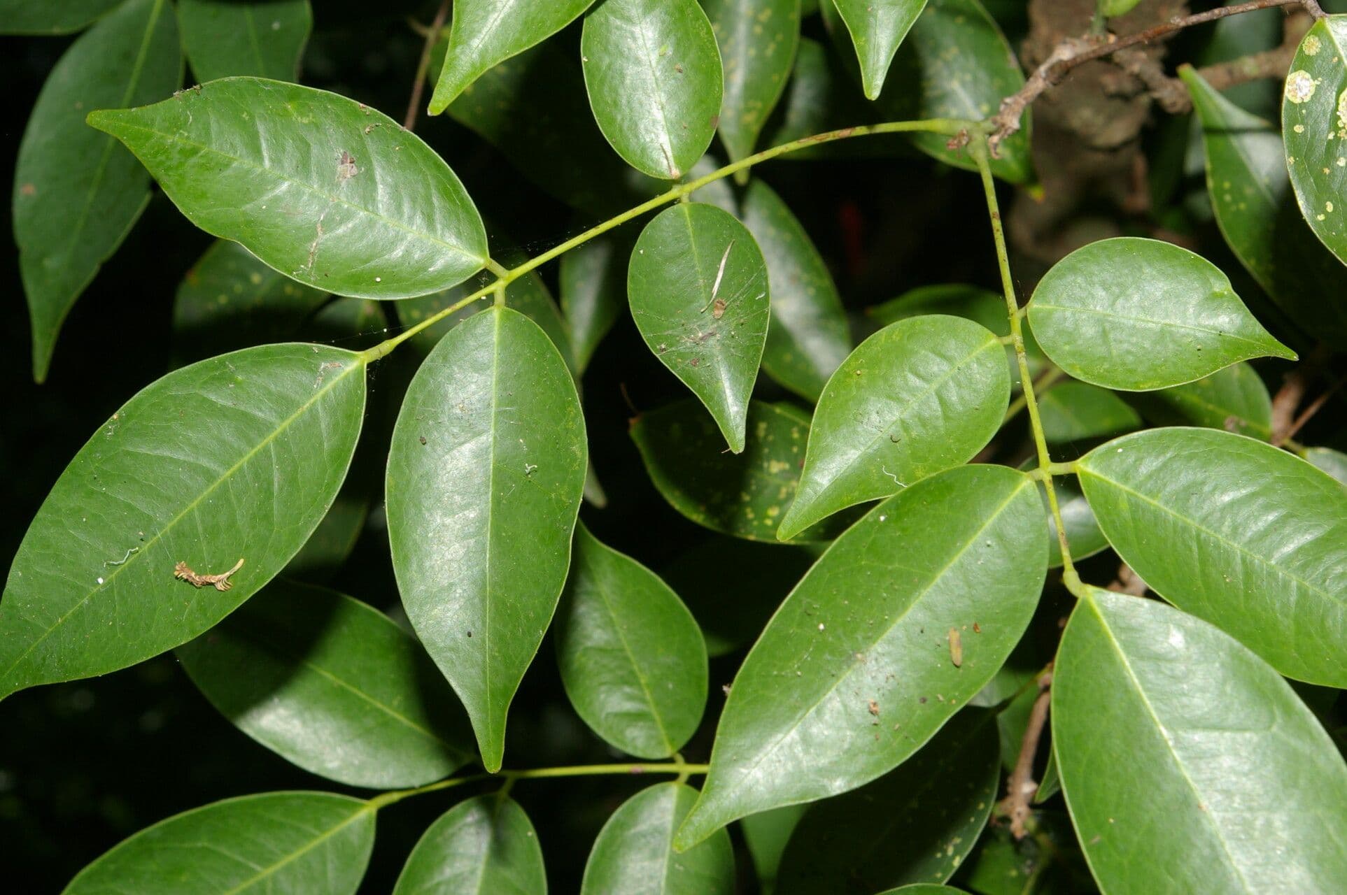 Rourea
