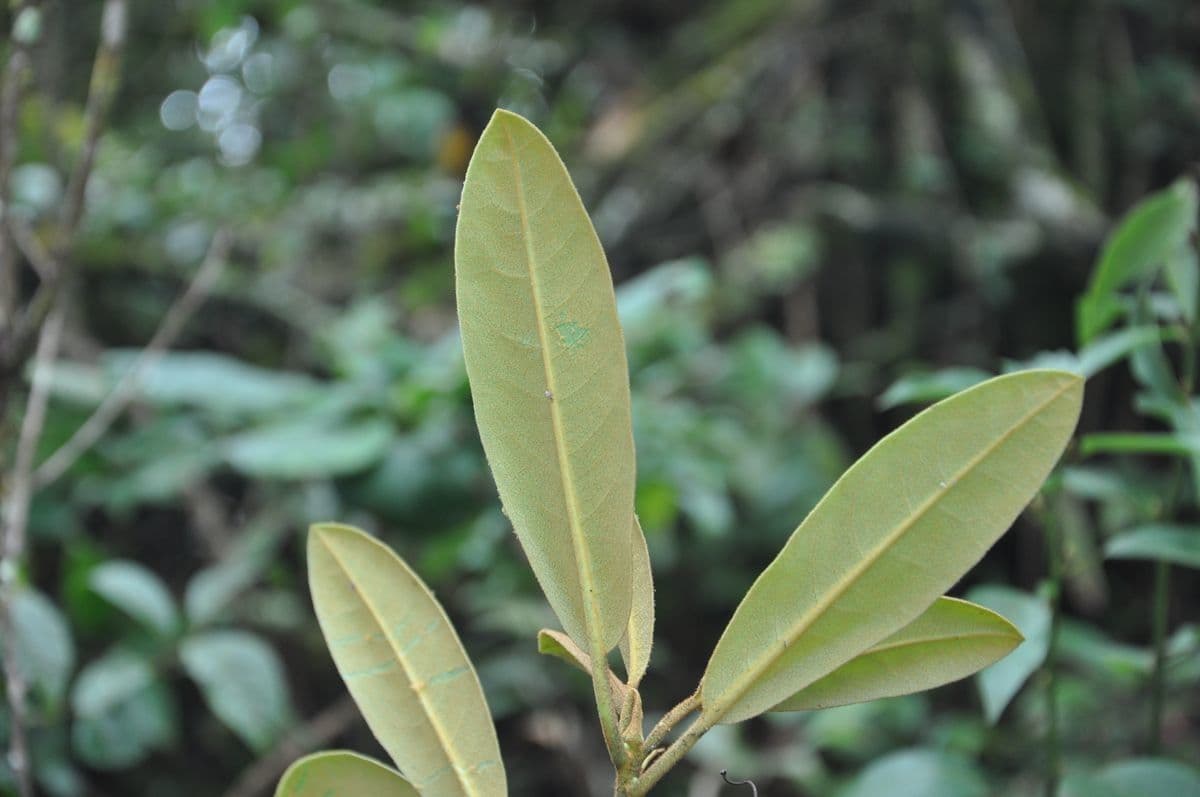 Rhododendron 9