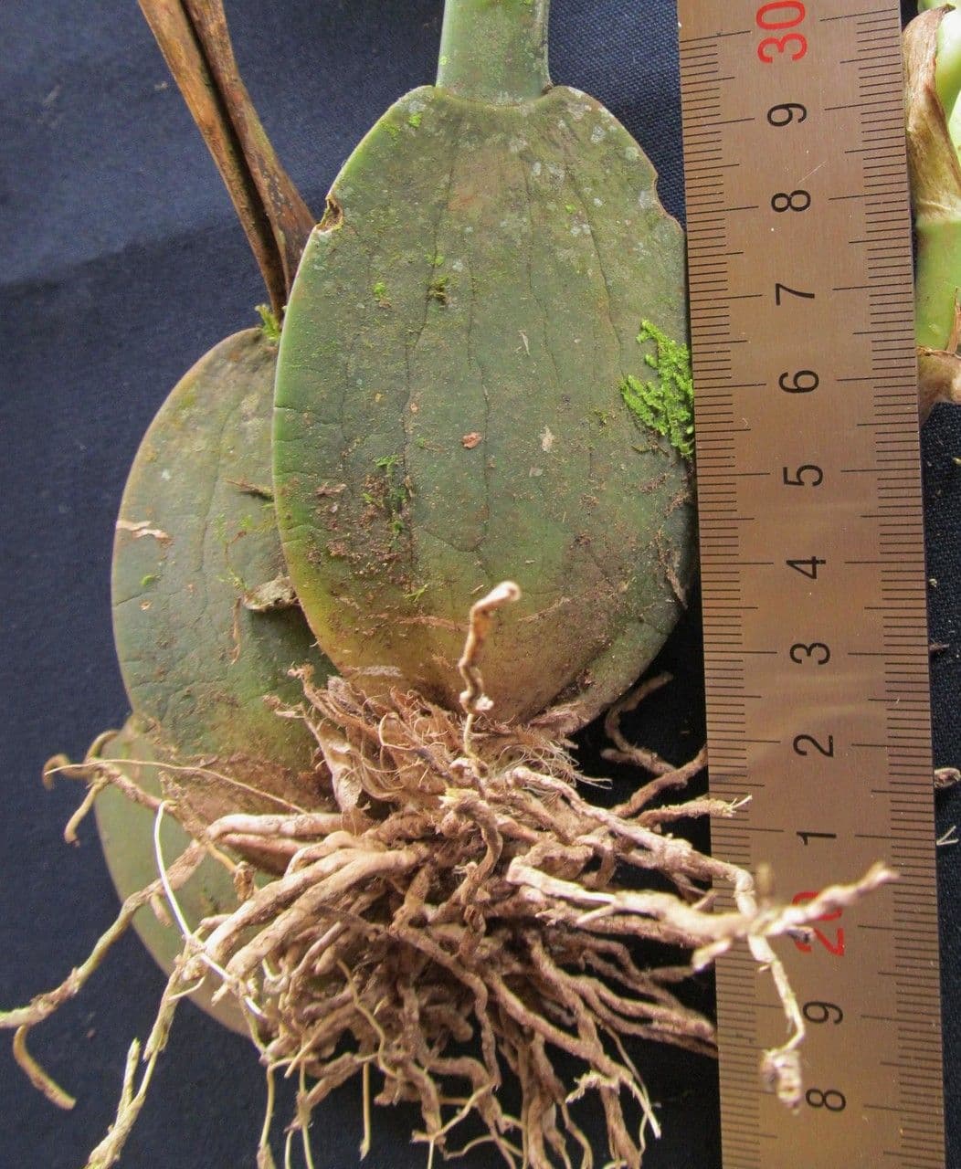 Trichopilia profumata 9