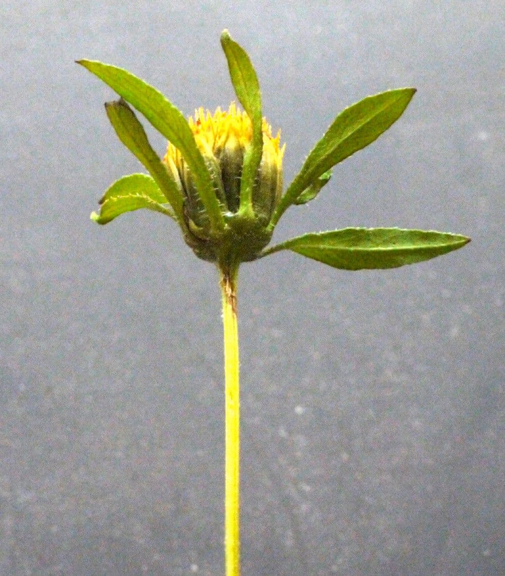 Bidens radiata 7