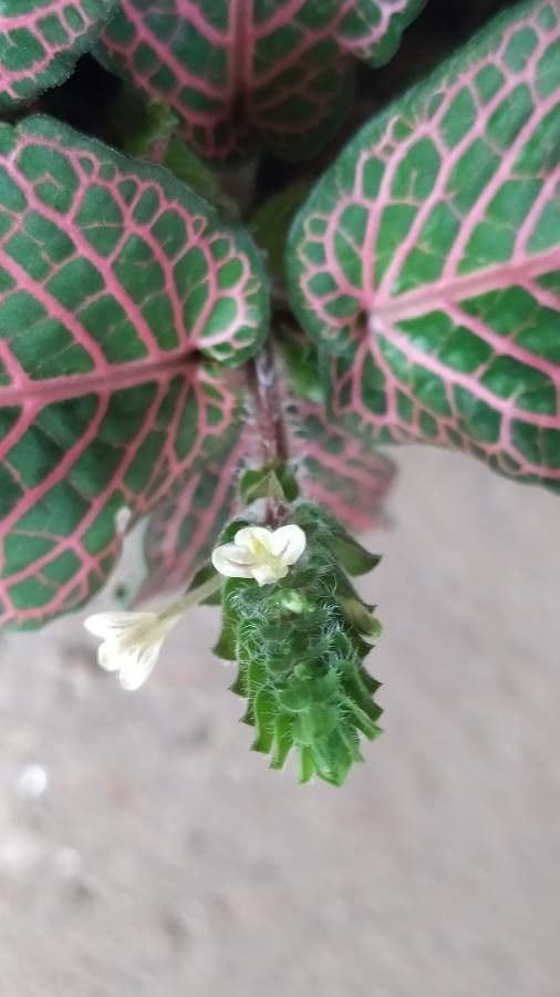 Fittonia 6