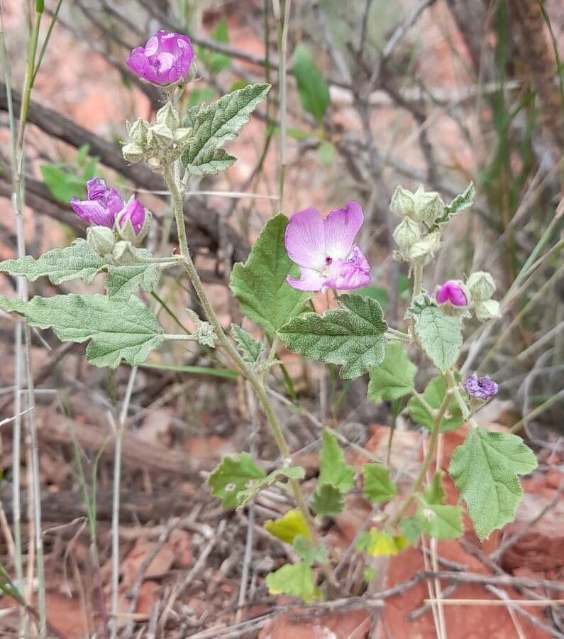 Sphaeralcea 8