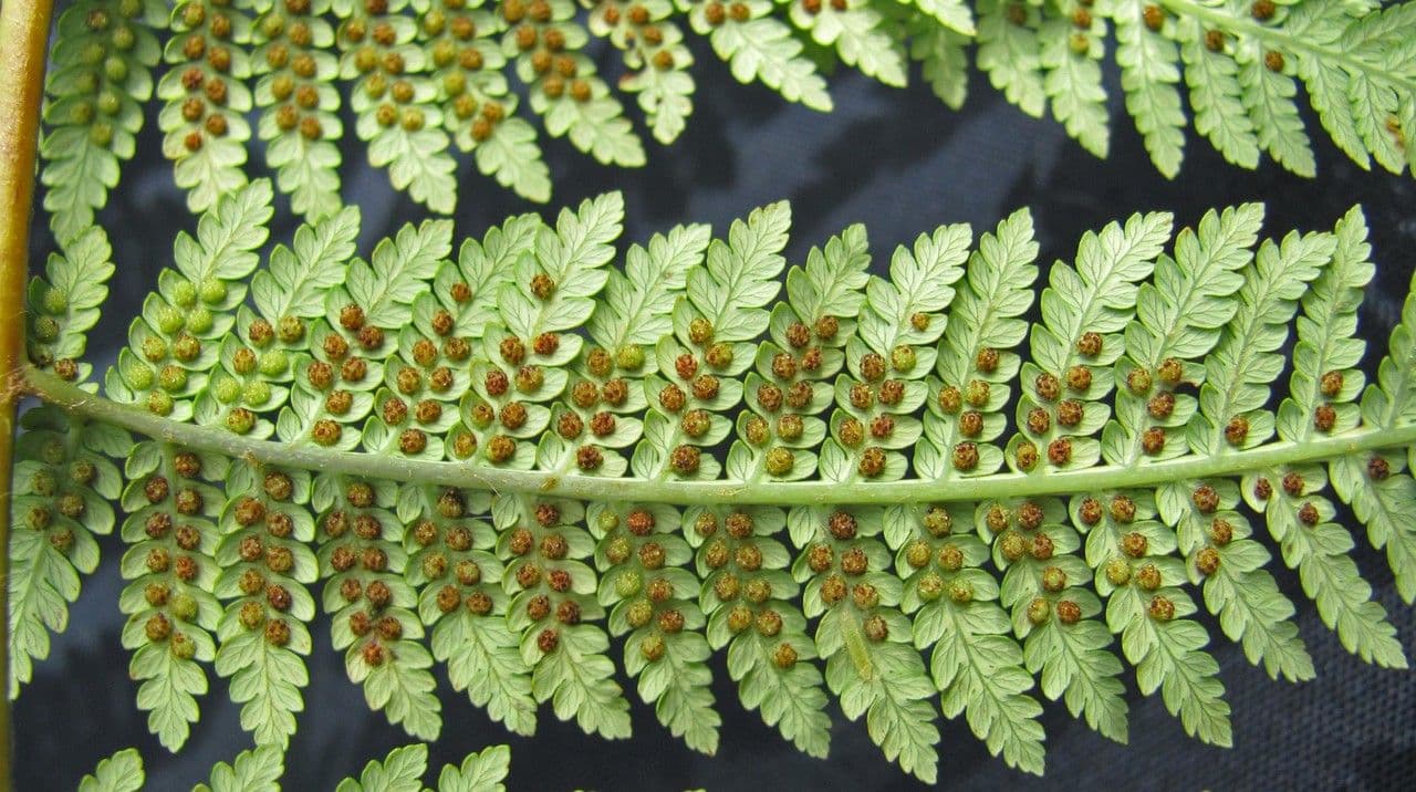 Lophosoria quadripinnata 12