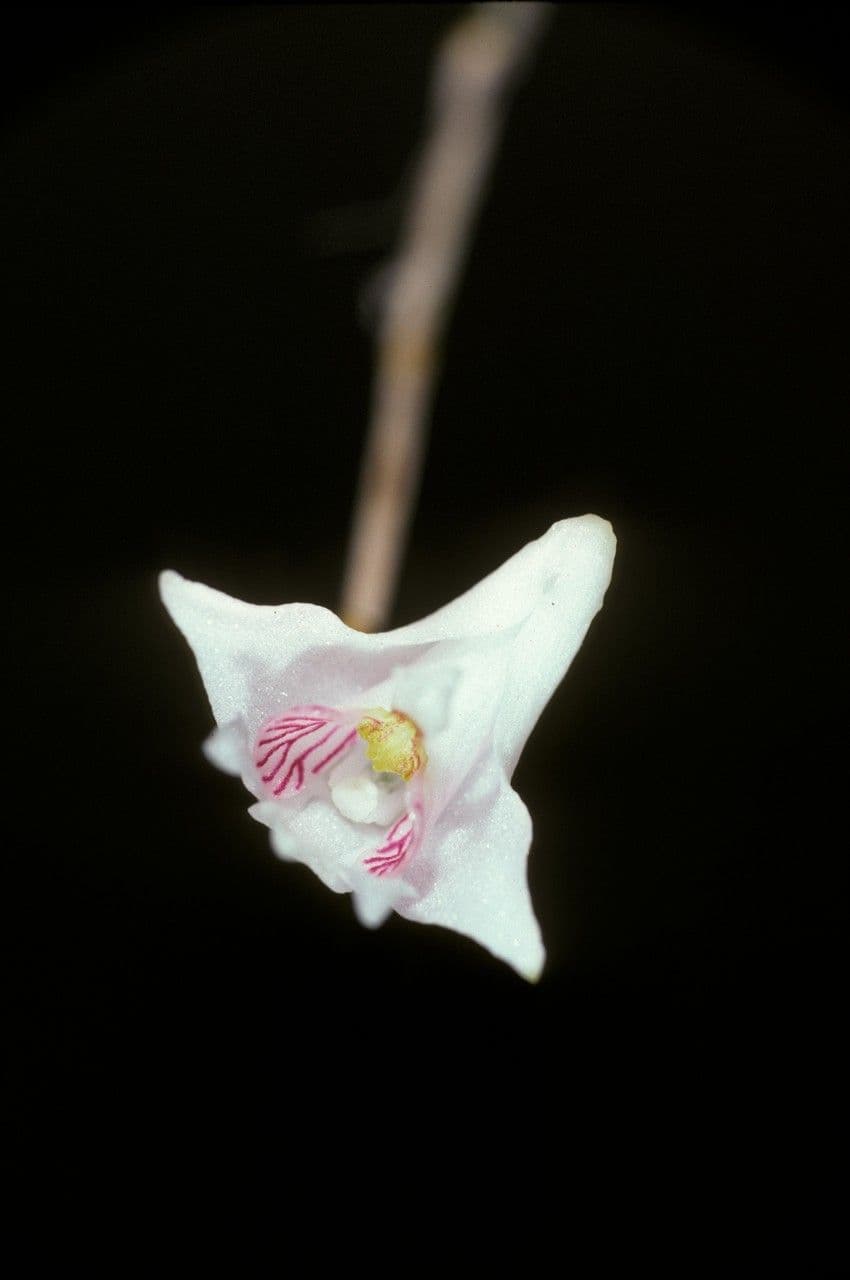 Dendrobium