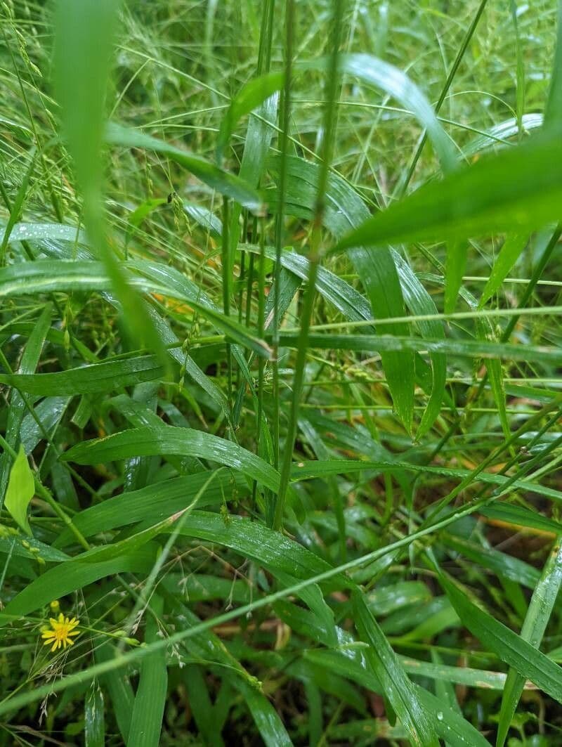 Elymus virginicus 18