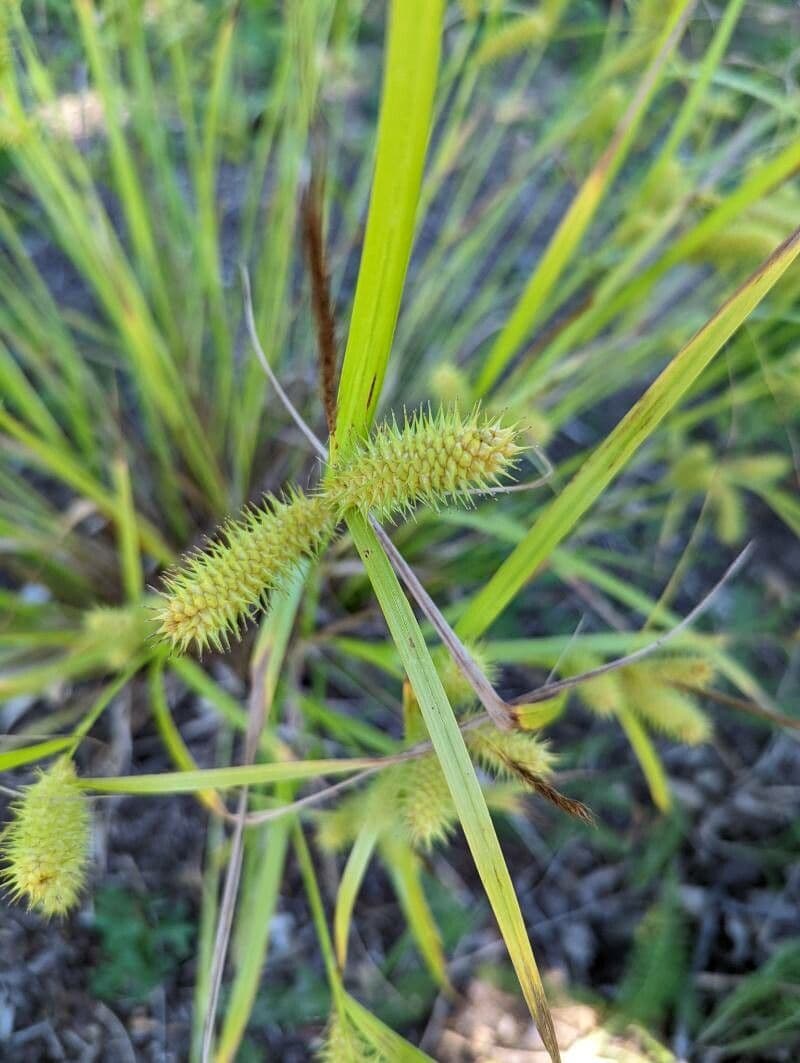 Igel-Segge 17