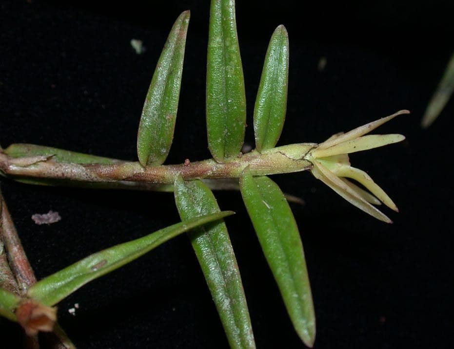 Epidendrum 6