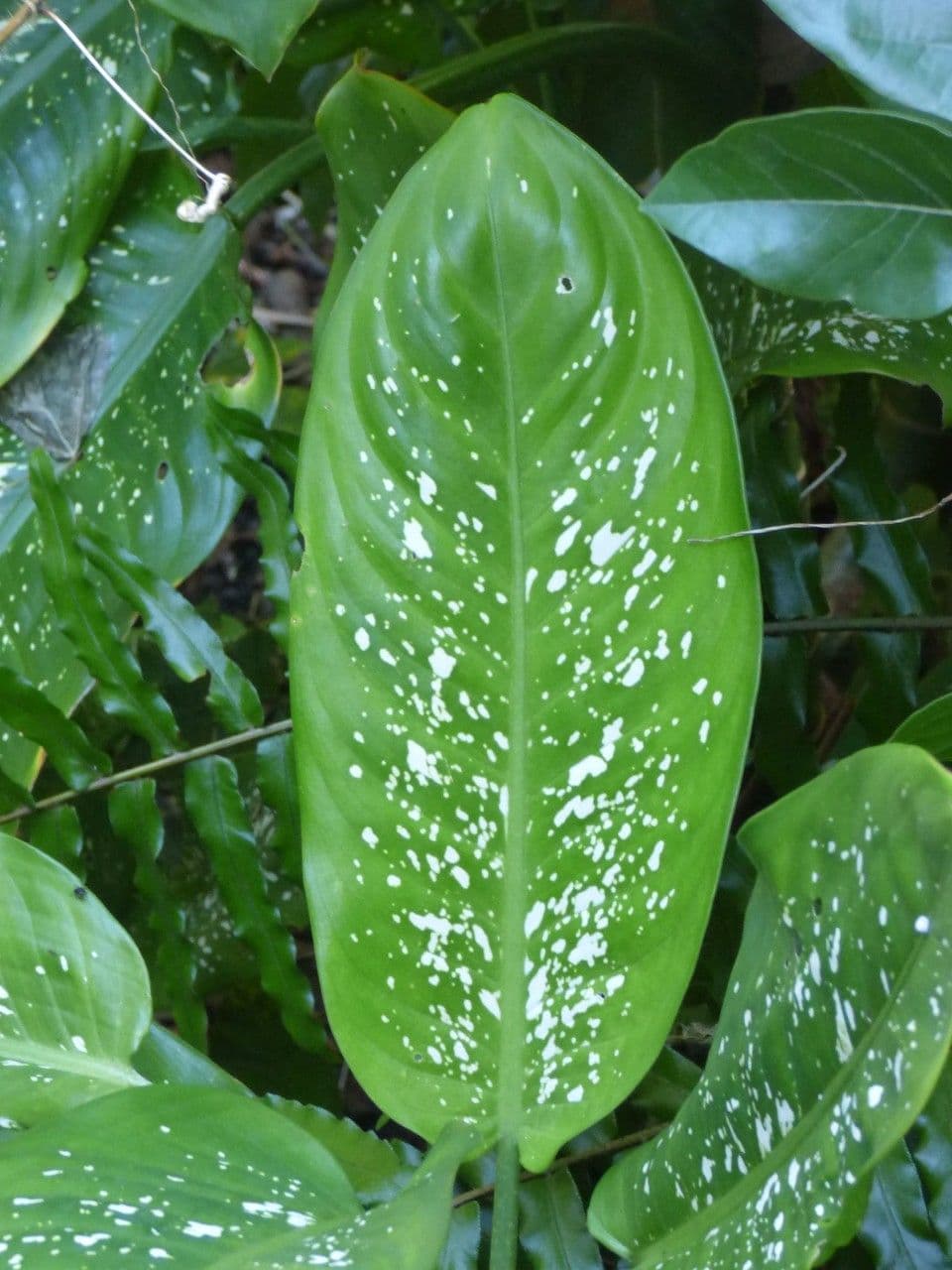 Dieffenbachia 16