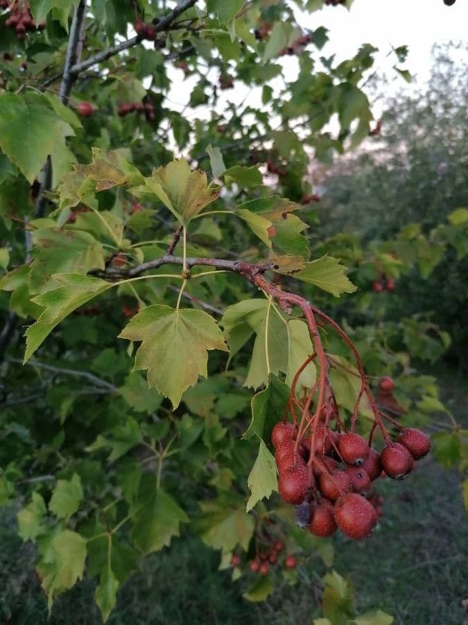 Jarabina brekyňová 3