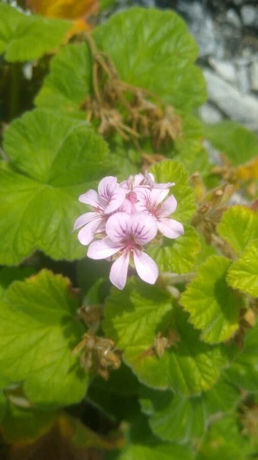 Pelargonium inodorum 5