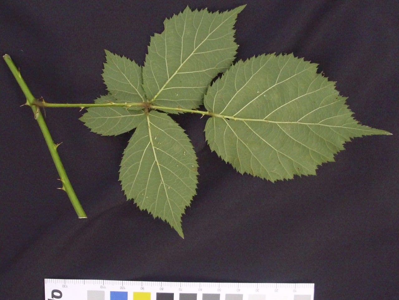 Rovo imbricato 15