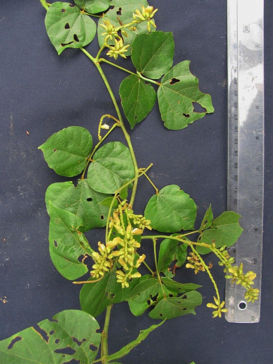 Rhynchosia 6