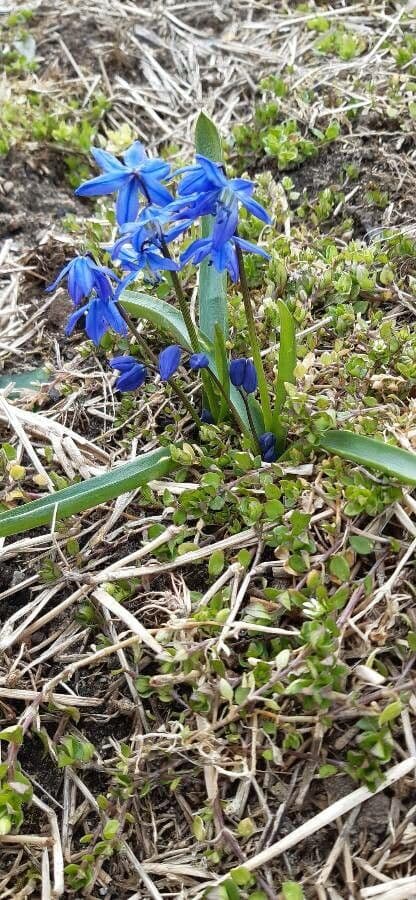 Scilla siberica 19