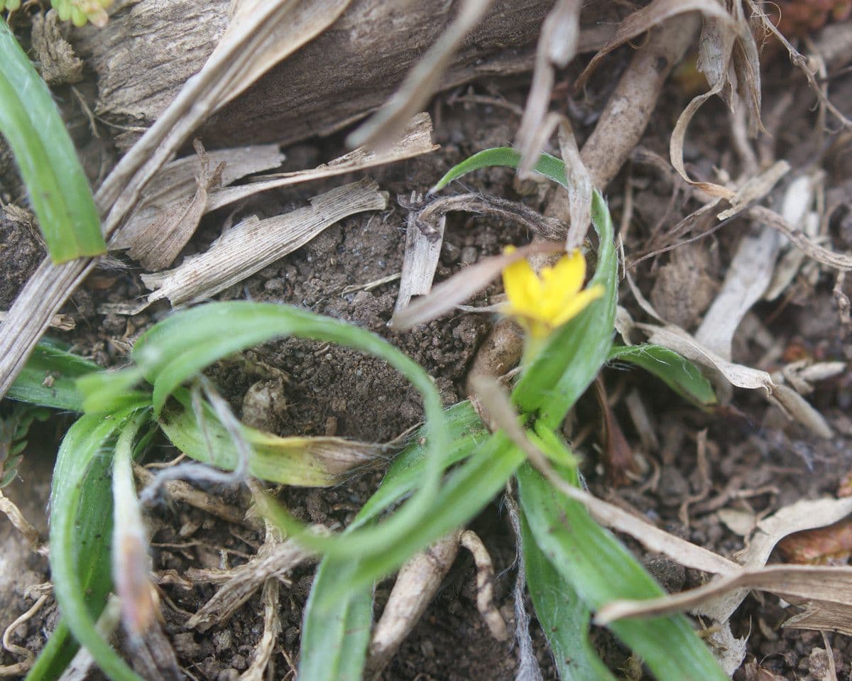 Hypoxis 9