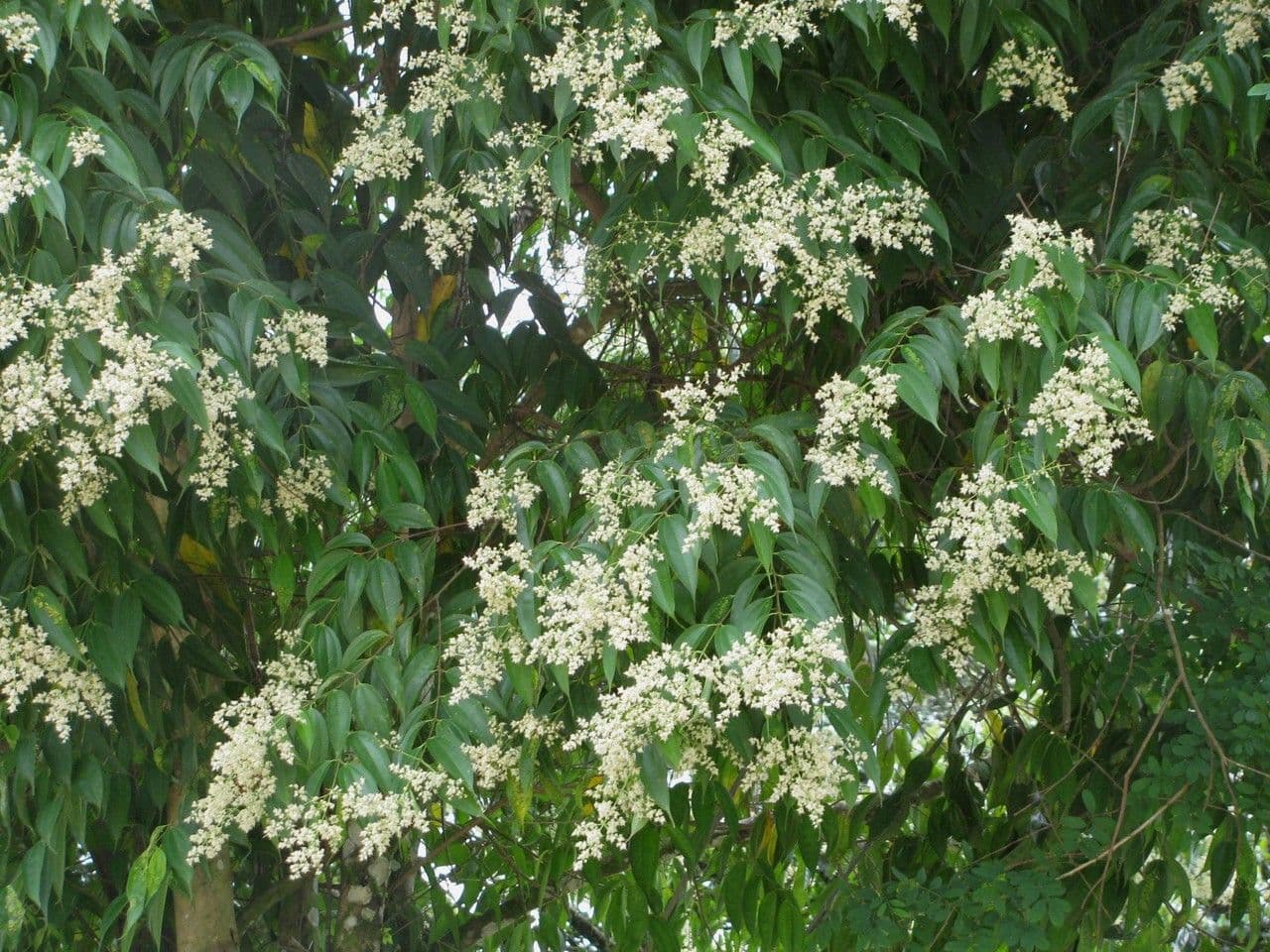 Miconia minutiflora 7