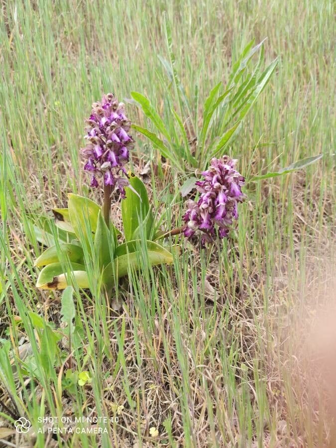 Orchis géant 28