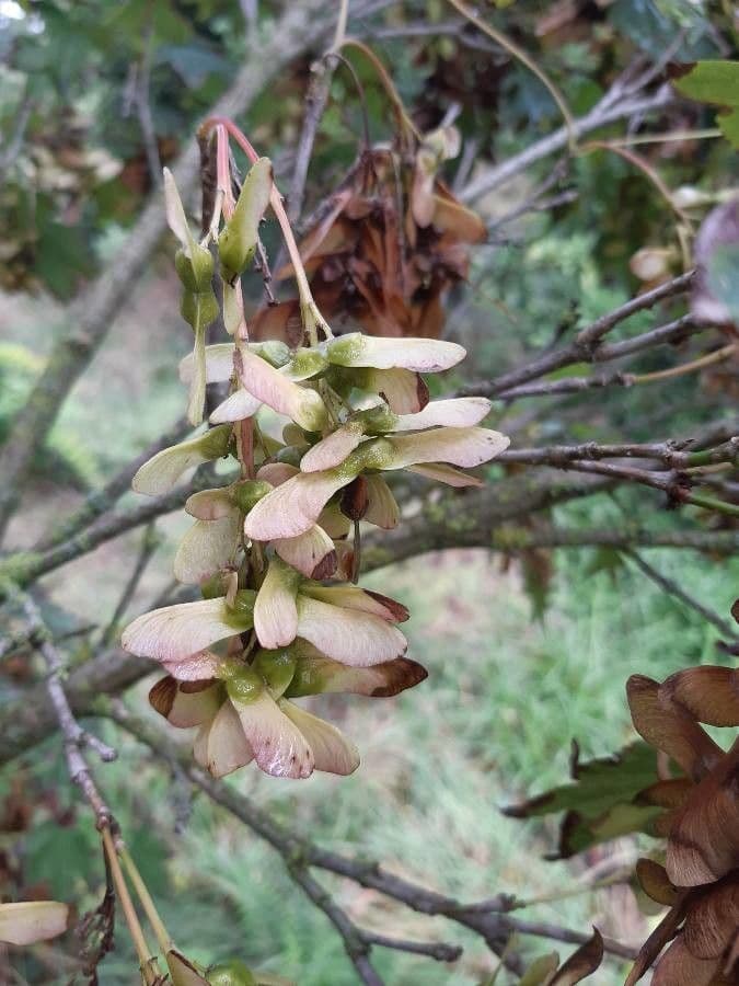 Acero 4