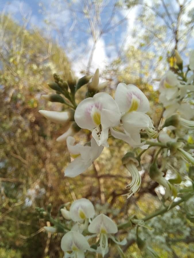 Myrospermum