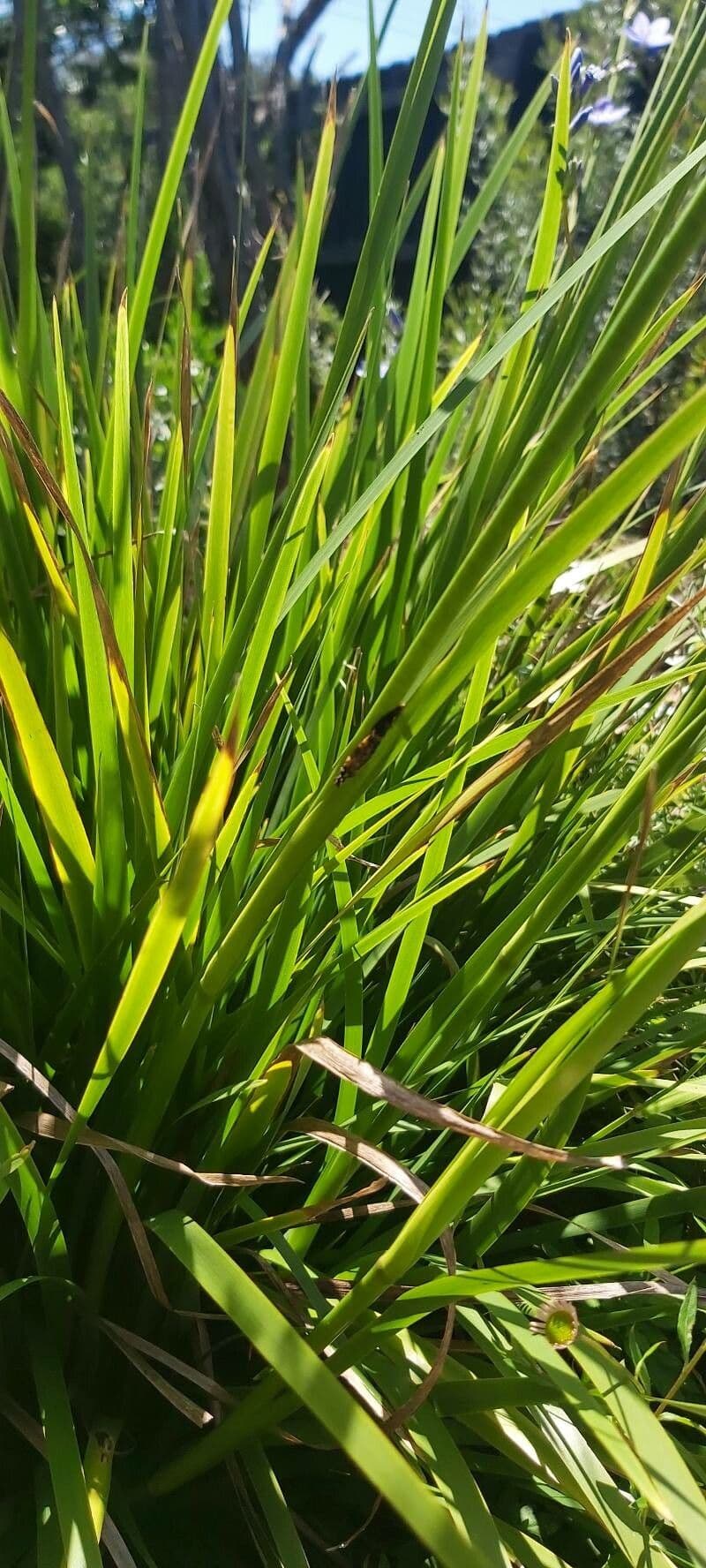 Orthrosanthus multiflorus 12
