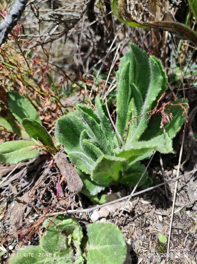 Senecio 12