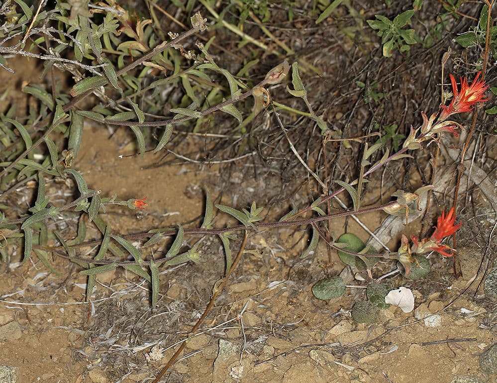 Castilleja 7